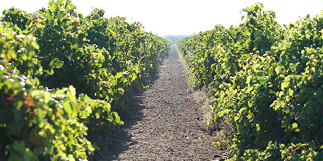 Oentourisme Béziers pour découvrir les vins, les terroirs, les vignerons et les exploitations viticoles.(® SAAM-fabrice Chort)