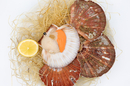 Coquilles Saint-Jacques