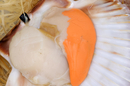 Coquilles Saint-Jacques