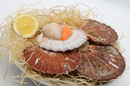 Coquilles Saint-Jacques